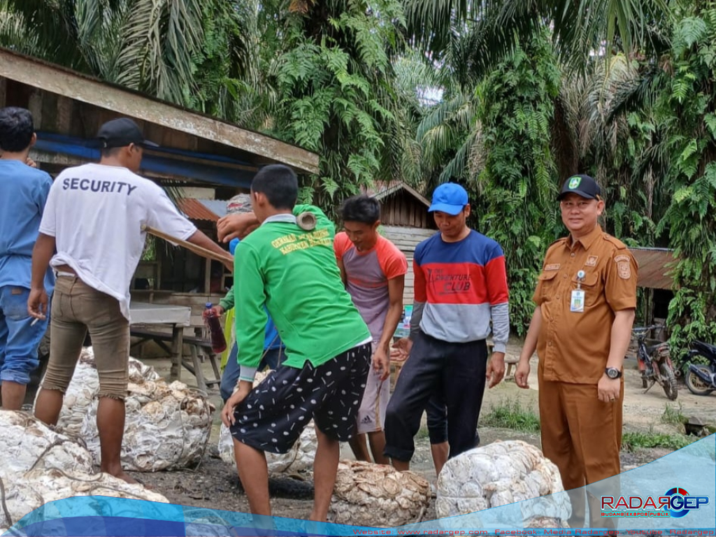 Dampak UPPB, Harga Karet Di Bengkalis Naik Signifikan