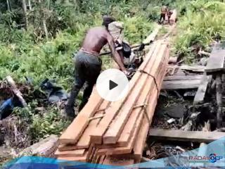 Perambah Hutan di Rokan Hilir Melenggang Bebas, Dibekingi Aparat?