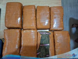 Sat Narkoba Polres Pelabuhan Belawan Gagalkan Peredaran 13 Kg Ganja